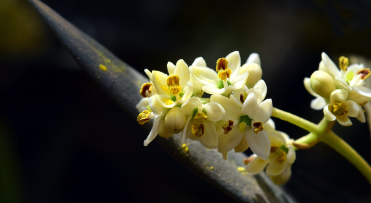 OLJKA – OLIVE in človek v njenem neravnovesju