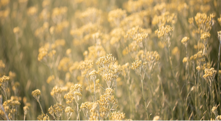 LAŠKI SMILJ -Helichrysum italicum - zaklad med eteričnimi olji