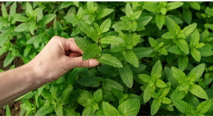 Poprova meta - botanično ime Mentha x piperita