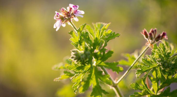 ROŽENKRAVT - GERANIJA – PELARGONIJA
